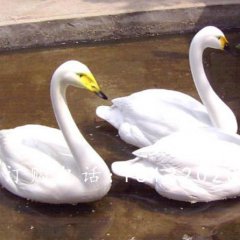 玻璃鋼白天鵝雕塑，玻璃鋼動物雕塑
