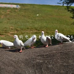 白鴿雕塑，玻璃鋼仿真動(dòng)物